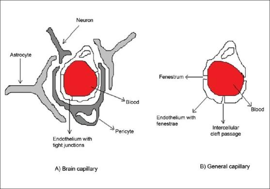 https://cdn.ncbi.nlm.nih.gov/pmc/blobs/e00e/2792490/d7335d5d8bdc/IJPhS-70-145-g001.jpg