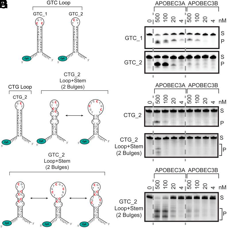 https://cdn.ncbi.nlm.nih.gov/pmc/blobs/e011/11745325/3006dc09f91b/pnas.2408179122fig04.jpg