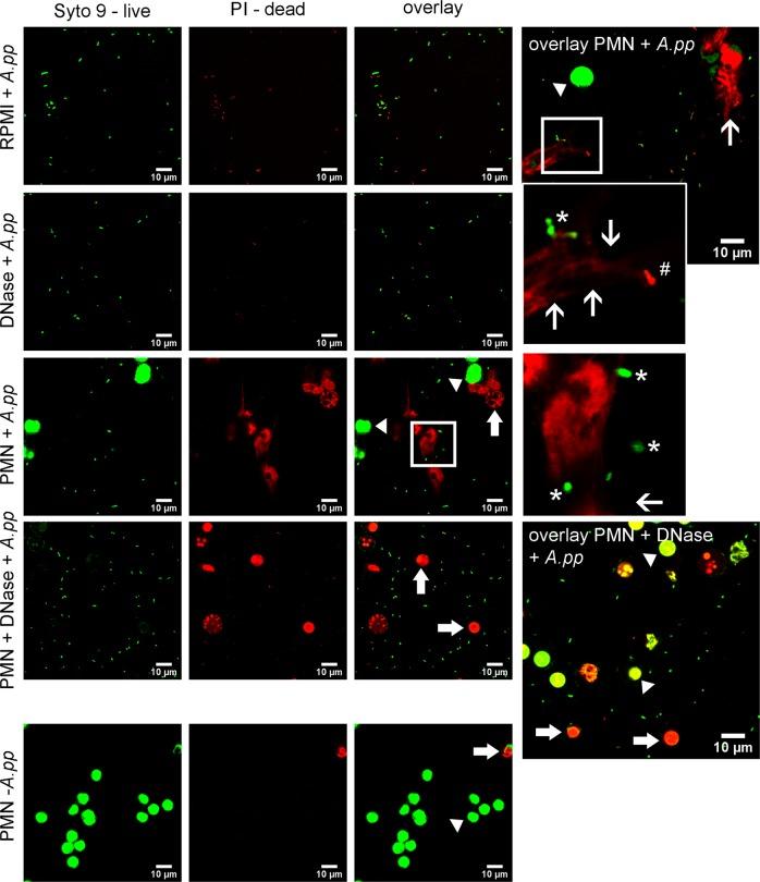 https://cdn.ncbi.nlm.nih.gov/pmc/blobs/e011/6736959/c7692b7dee86/41419_2019_1895_Fig3_HTML.jpg