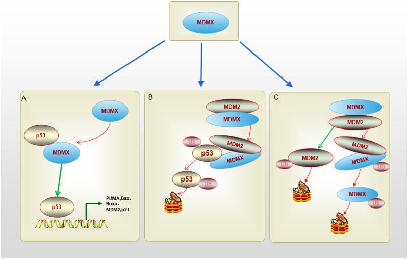 https://cdn.ncbi.nlm.nih.gov/pmc/blobs/e013/10839028/8d16301996c9/BTT-18-61-g0002.jpg