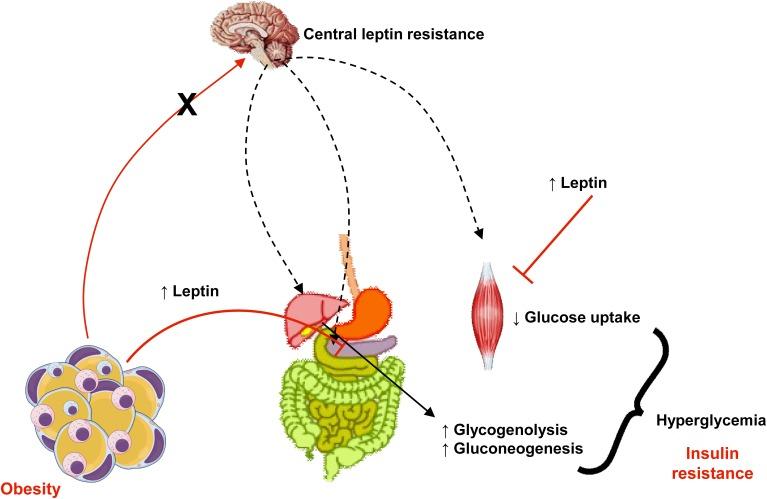 https://cdn.ncbi.nlm.nih.gov/pmc/blobs/e014/4630286/829ddbef5fb3/fphys-06-00304-g0003.jpg