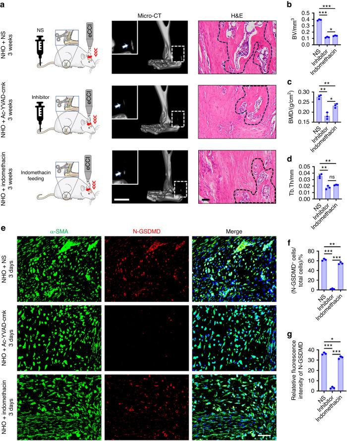 https://cdn.ncbi.nlm.nih.gov/pmc/blobs/e015/10881583/28a3f485361b/41413_2023_310_Fig9_HTML.jpg