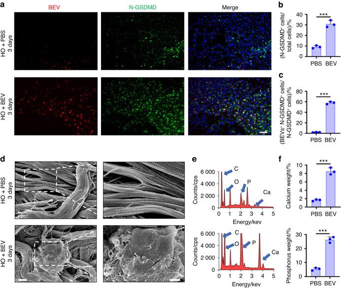 https://cdn.ncbi.nlm.nih.gov/pmc/blobs/e015/10881583/368cd64f2183/41413_2023_310_Fig8_HTML.jpg