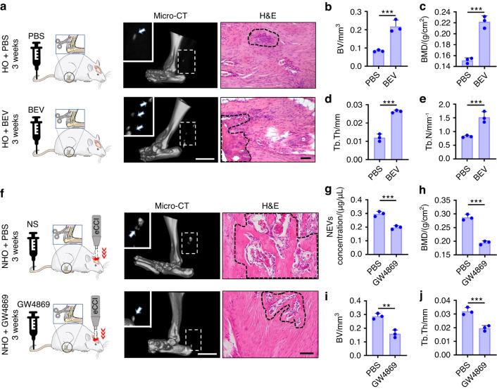 https://cdn.ncbi.nlm.nih.gov/pmc/blobs/e015/10881583/5f53556d68b2/41413_2023_310_Fig3_HTML.jpg