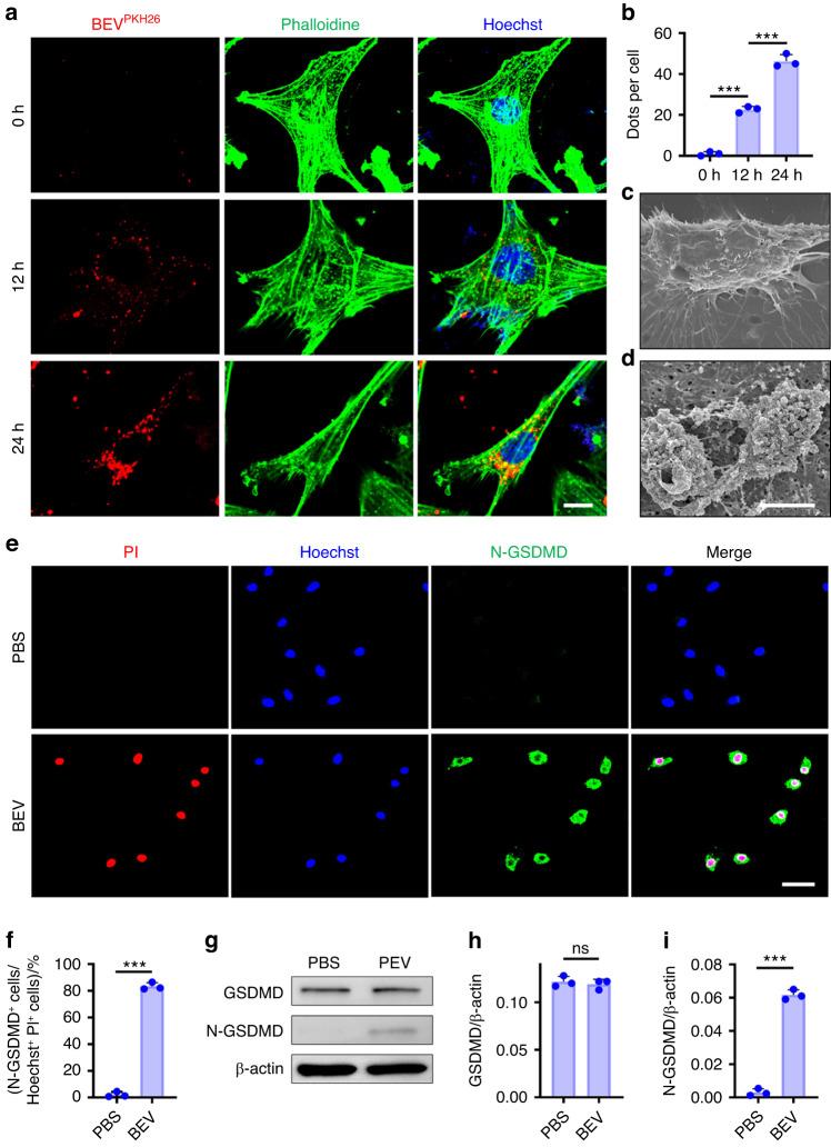 https://cdn.ncbi.nlm.nih.gov/pmc/blobs/e015/10881583/ad2f55ab1d24/41413_2023_310_Fig6_HTML.jpg