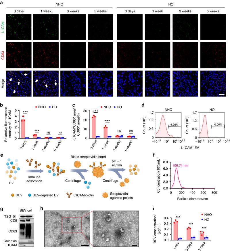 https://cdn.ncbi.nlm.nih.gov/pmc/blobs/e015/10881583/bc662de64645/41413_2023_310_Fig2_HTML.jpg