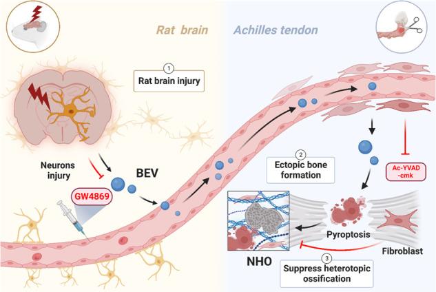 https://cdn.ncbi.nlm.nih.gov/pmc/blobs/e015/10881583/c813ad5d52b7/41413_2023_310_Figa_HTML.jpg
