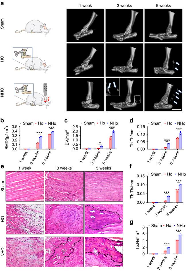 https://cdn.ncbi.nlm.nih.gov/pmc/blobs/e015/10881583/c96580c193a2/41413_2023_310_Fig1_HTML.jpg