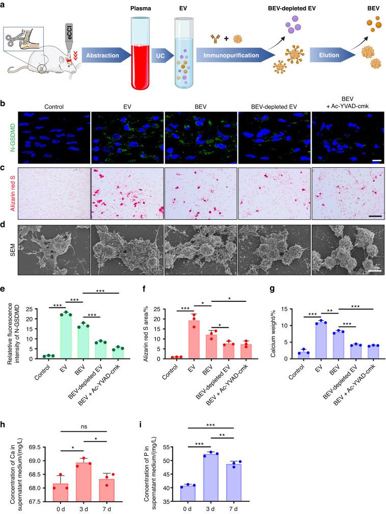 https://cdn.ncbi.nlm.nih.gov/pmc/blobs/e015/10881583/ccc97bfe1f39/41413_2023_310_Fig7_HTML.jpg