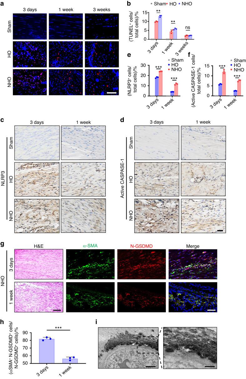 https://cdn.ncbi.nlm.nih.gov/pmc/blobs/e015/10881583/e28235b9eea2/41413_2023_310_Fig5_HTML.jpg