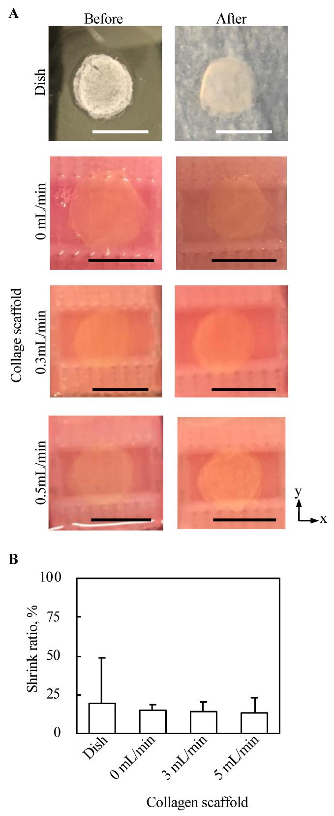 https://cdn.ncbi.nlm.nih.gov/pmc/blobs/e016/8269041/20d39637df41/ijms-22-06780-g007.jpg