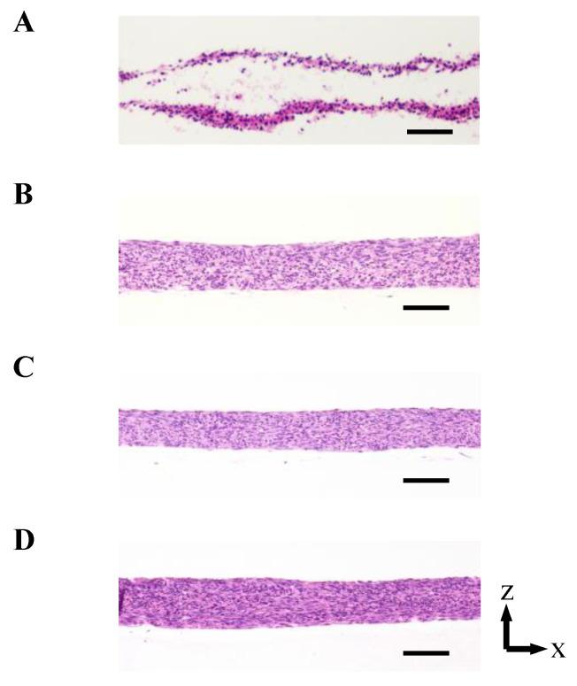 https://cdn.ncbi.nlm.nih.gov/pmc/blobs/e016/8269041/7e5af13a981c/ijms-22-06780-g003.jpg
