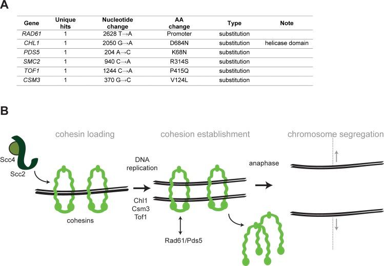 https://cdn.ncbi.nlm.nih.gov/pmc/blobs/e01b/7069727/cce9f8b5fed7/elife-51963-fig3-figsupp2.jpg
