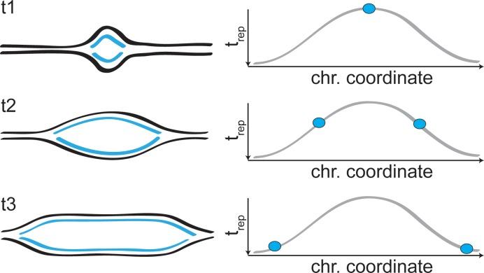 https://cdn.ncbi.nlm.nih.gov/pmc/blobs/e01b/7069727/d4ce5061b261/elife-51963-fig4-figsupp2.jpg