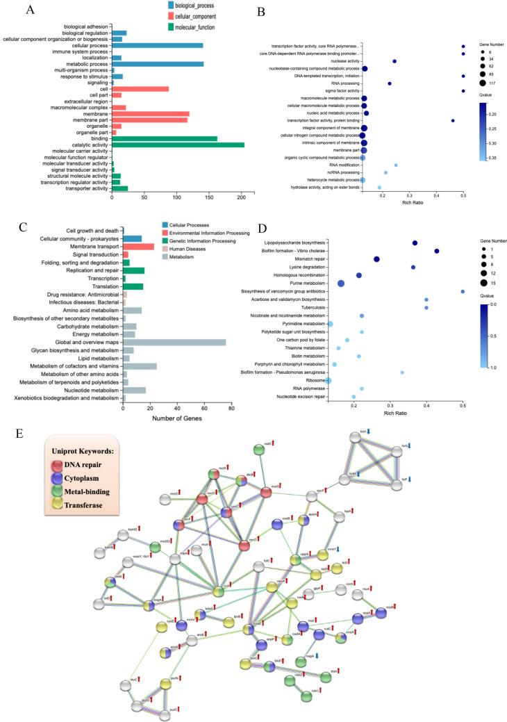 https://cdn.ncbi.nlm.nih.gov/pmc/blobs/e023/11102388/02ebe36db091/253_2024_13172_Fig10_HTML.jpg
