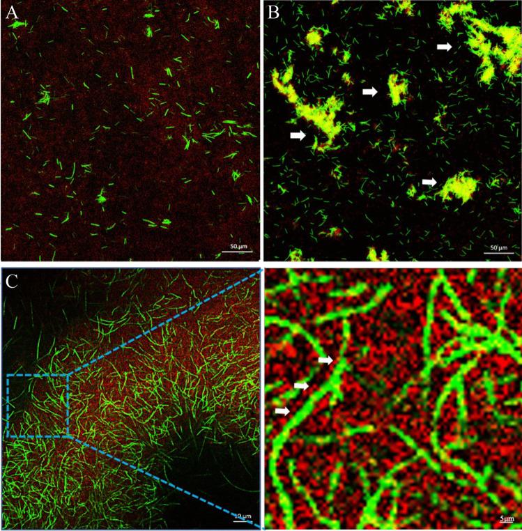 https://cdn.ncbi.nlm.nih.gov/pmc/blobs/e023/11102388/b19d37fed2ee/253_2024_13172_Fig2_HTML.jpg
