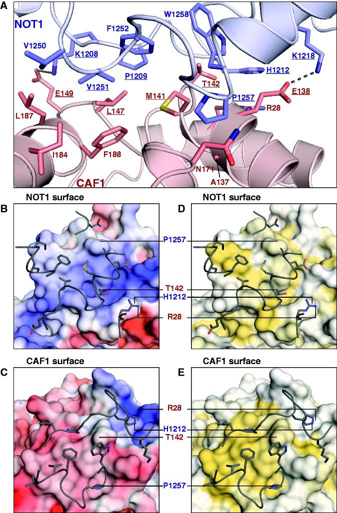 https://cdn.ncbi.nlm.nih.gov/pmc/blobs/e024/3510486/8f8c8a7e8fa1/gks883f5p.jpg