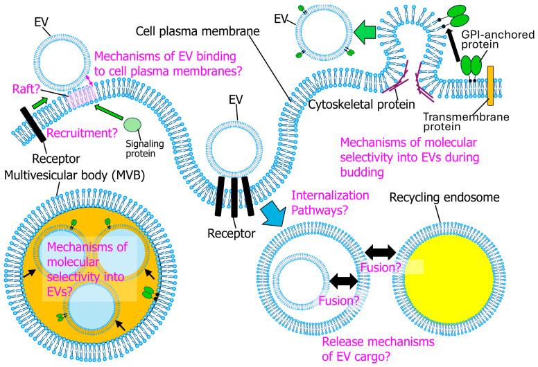 https://cdn.ncbi.nlm.nih.gov/pmc/blobs/e029/11728280/950a3926f939/molecules-29-05828-g004.jpg