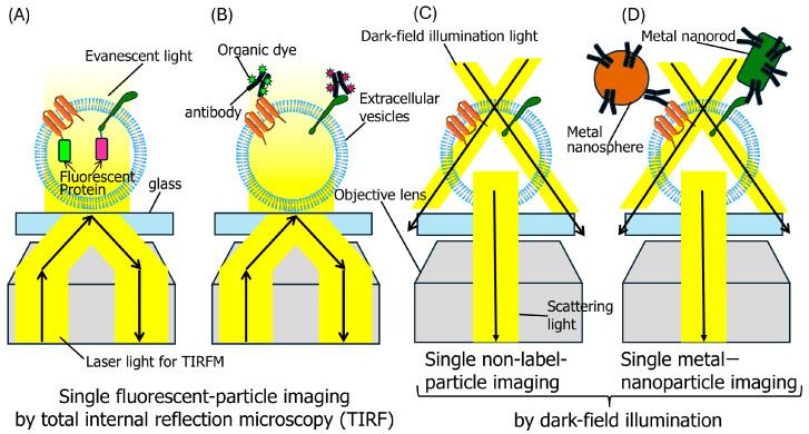 https://cdn.ncbi.nlm.nih.gov/pmc/blobs/e029/11728280/997d044fef76/molecules-29-05828-g001.jpg