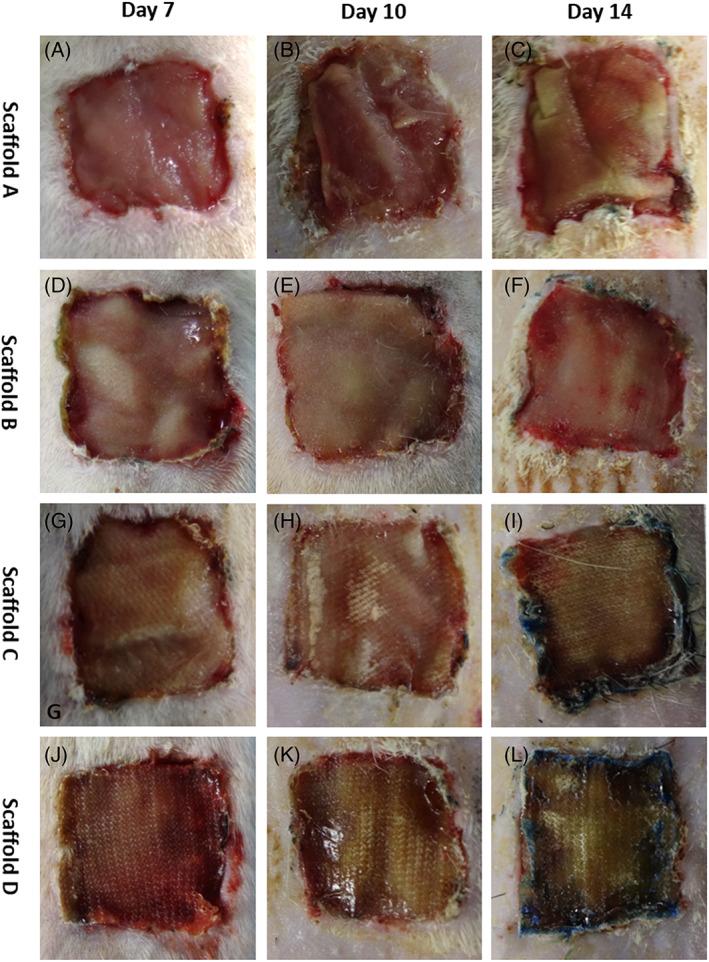 https://cdn.ncbi.nlm.nih.gov/pmc/blobs/e032/10099260/3119149d3aa1/JBM-111-763-g001.jpg
