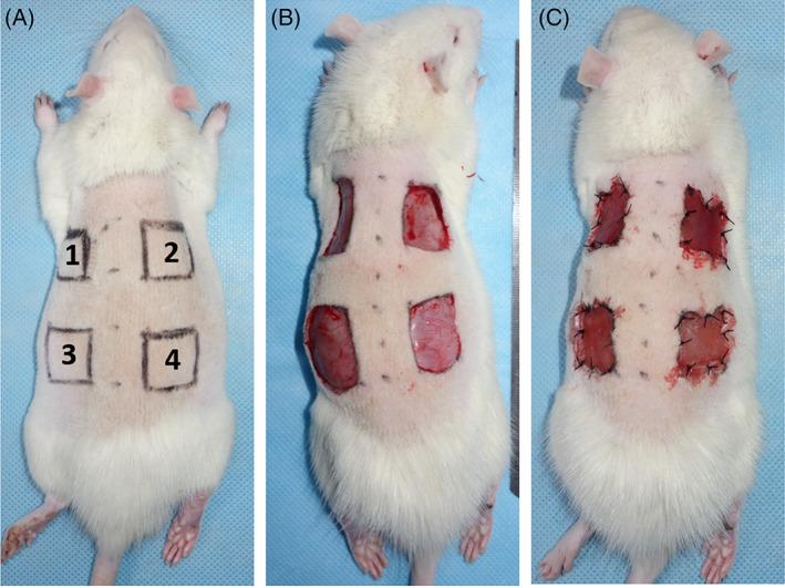 https://cdn.ncbi.nlm.nih.gov/pmc/blobs/e032/10099260/ef84f72b8c3f/JBM-111-763-g005.jpg