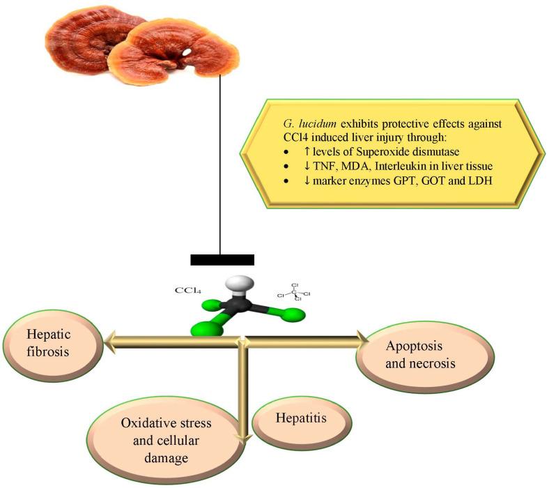 https://cdn.ncbi.nlm.nih.gov/pmc/blobs/e032/10146730/0a6e6479d05e/nutrients-15-01874-g005.jpg