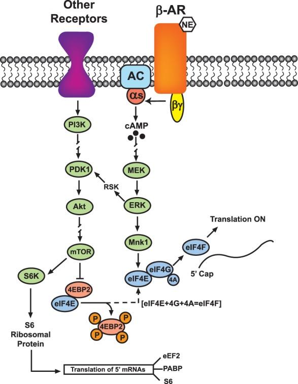 https://cdn.ncbi.nlm.nih.gov/pmc/blobs/e033/4561407/1ef09522adba/ODellLM031088f04.jpg