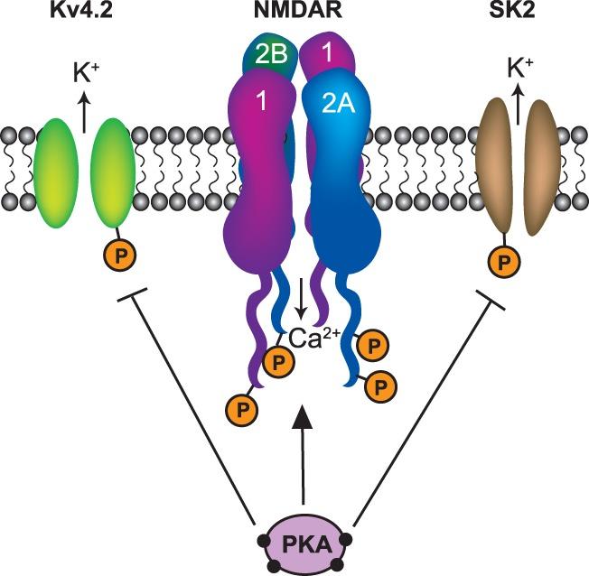 https://cdn.ncbi.nlm.nih.gov/pmc/blobs/e033/4561407/8e5bf3f1cfe1/ODellLM031088f02.jpg