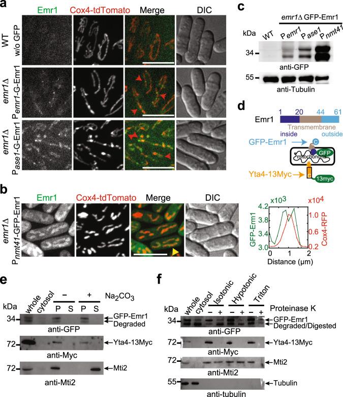 https://cdn.ncbi.nlm.nih.gov/pmc/blobs/e033/7822926/17e3d8159731/41467_2020_20866_Fig2_HTML.jpg
