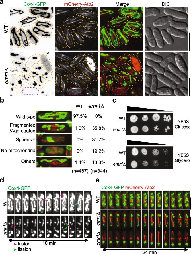 https://cdn.ncbi.nlm.nih.gov/pmc/blobs/e033/7822926/de8e8a5bbb14/41467_2020_20866_Fig1_HTML.jpg