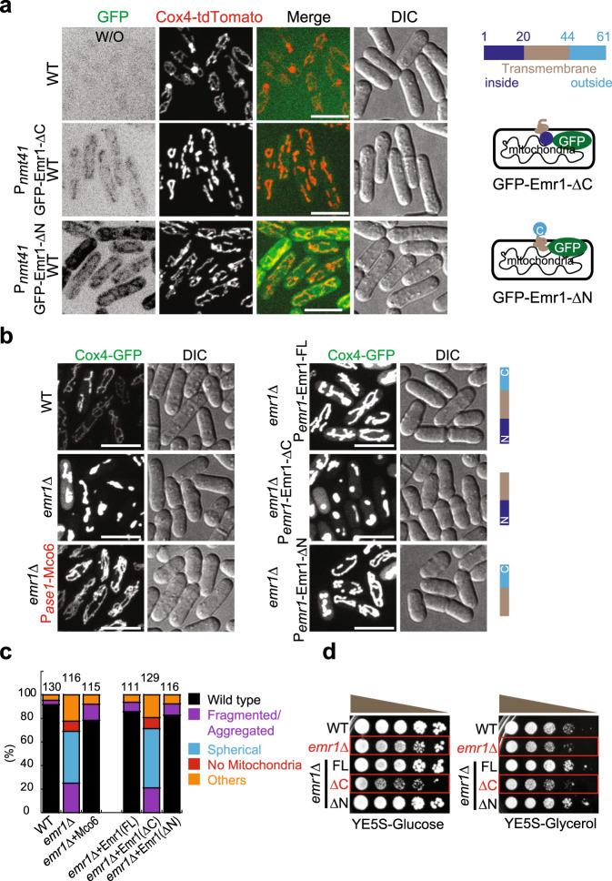 https://cdn.ncbi.nlm.nih.gov/pmc/blobs/e033/7822926/fa18edfc534d/41467_2020_20866_Fig3_HTML.jpg
