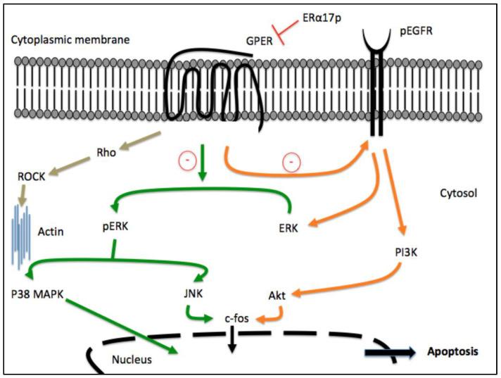 https://cdn.ncbi.nlm.nih.gov/pmc/blobs/e034/9954065/94987e290b60/cells-12-00653-g002.jpg