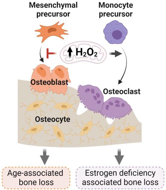 https://cdn.ncbi.nlm.nih.gov/pmc/blobs/e035/10757300/23c7f8086196/gr3.jpg