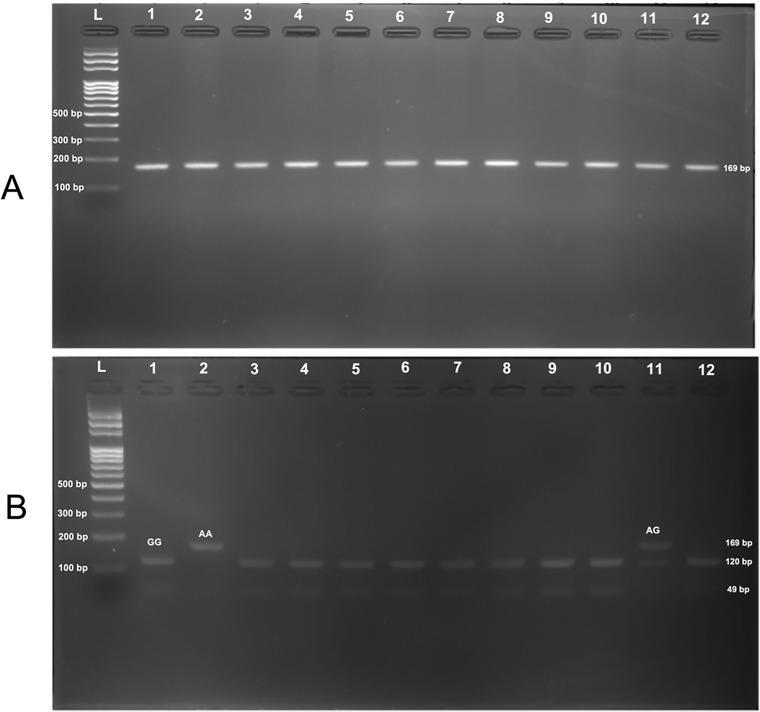 https://cdn.ncbi.nlm.nih.gov/pmc/blobs/e038/12052008/3934cab207a8/TACG-18-55-g0001.jpg