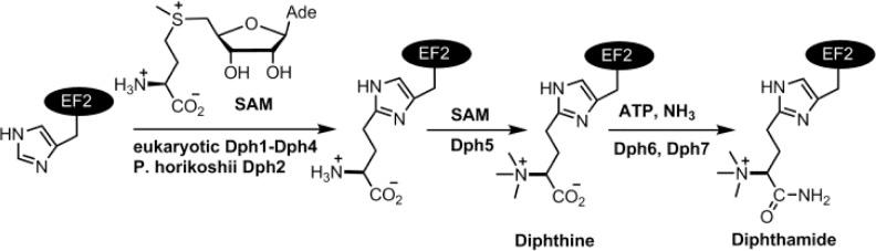 https://cdn.ncbi.nlm.nih.gov/pmc/blobs/e03a/3985478/00106adfce97/ja-2013-118957_0006.jpg