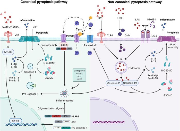 https://cdn.ncbi.nlm.nih.gov/pmc/blobs/e03b/11968751/3f79a926f1d8/fphar-16-1559659-g002.jpg