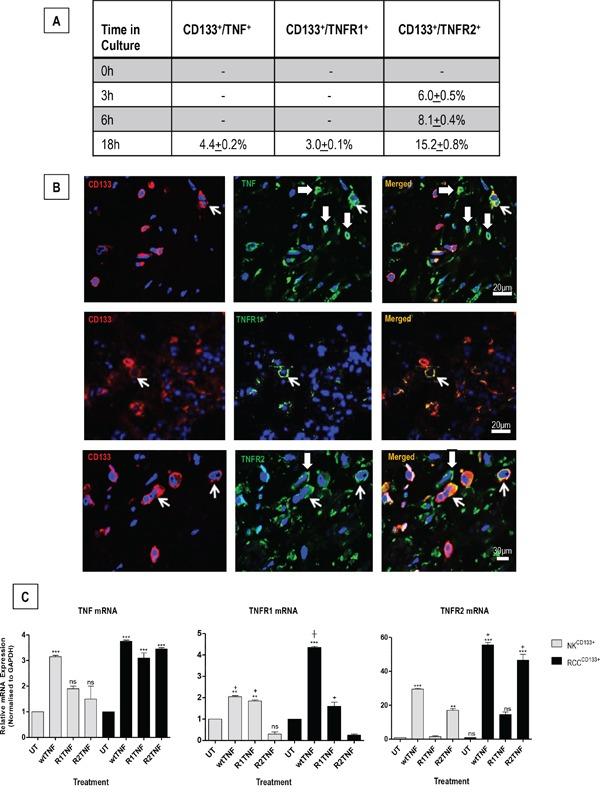 https://cdn.ncbi.nlm.nih.gov/pmc/blobs/e03e/5029688/89a8ee268cd9/oncotarget-07-24111-g002.jpg