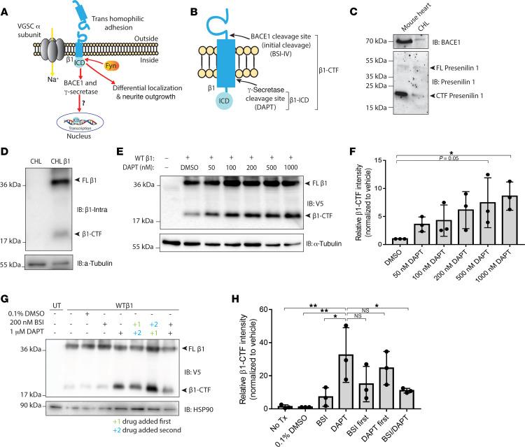 https://cdn.ncbi.nlm.nih.gov/pmc/blobs/e046/7934843/70e3f377eb66/jciinsight-6-141776-g236.jpg