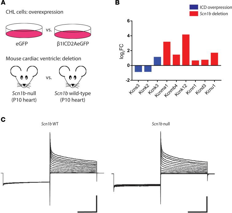 https://cdn.ncbi.nlm.nih.gov/pmc/blobs/e046/7934843/895a662e4194/jciinsight-6-141776-g240.jpg