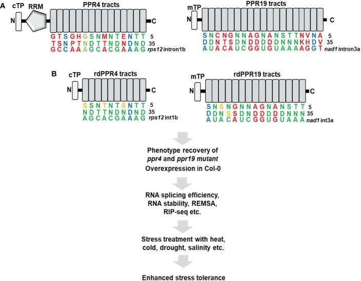 https://cdn.ncbi.nlm.nih.gov/pmc/blobs/e048/10014608/652e4c453896/fpls-14-1144298-g001.jpg