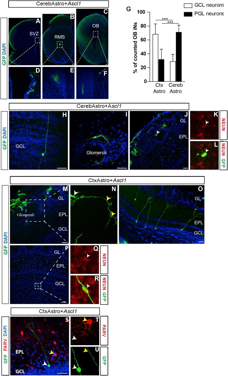 https://cdn.ncbi.nlm.nih.gov/pmc/blobs/e048/5511102/986170f1df74/gr6.jpg