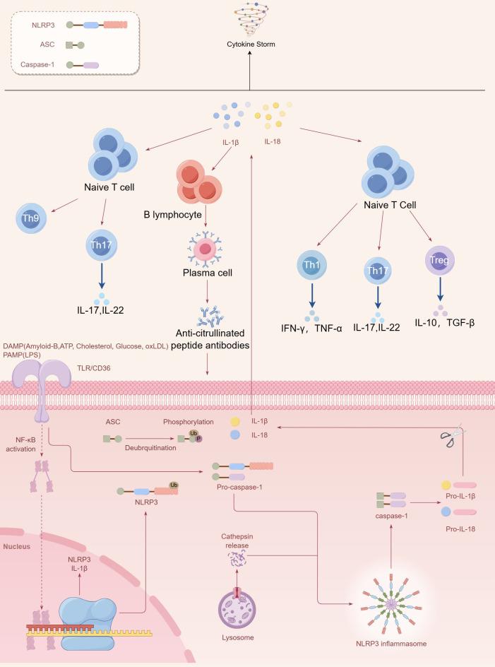 https://cdn.ncbi.nlm.nih.gov/pmc/blobs/e049/12141282/a8c3235a116b/fimmu-16-1530753-g001.jpg