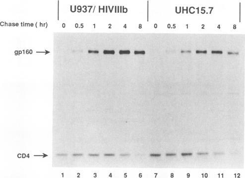 https://cdn.ncbi.nlm.nih.gov/pmc/blobs/e04a/250675/1cebbc8236b6/jvirol00055-0026-a.jpg