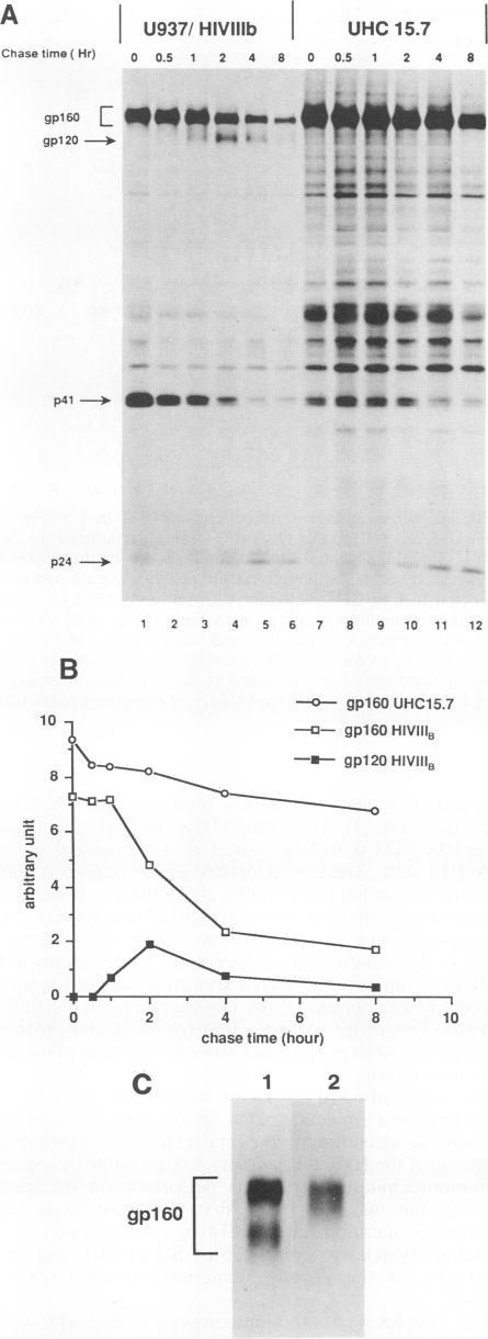 https://cdn.ncbi.nlm.nih.gov/pmc/blobs/e04a/250675/7fe1c39acd1e/jvirol00055-0027-a.jpg