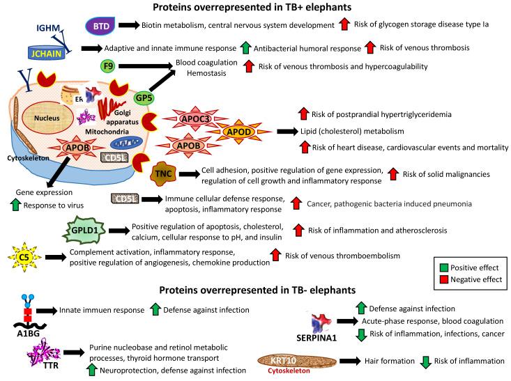 https://cdn.ncbi.nlm.nih.gov/pmc/blobs/e04a/9505326/4aa507ec59b1/pathogens-11-01010-g004.jpg