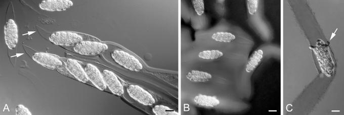 https://cdn.ncbi.nlm.nih.gov/pmc/blobs/e04b/2816971/9ac661d50dd9/145fig1.jpg