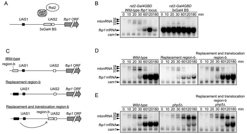 https://cdn.ncbi.nlm.nih.gov/pmc/blobs/e04b/5766161/141cf7a5260c/gkx555fig6.jpg