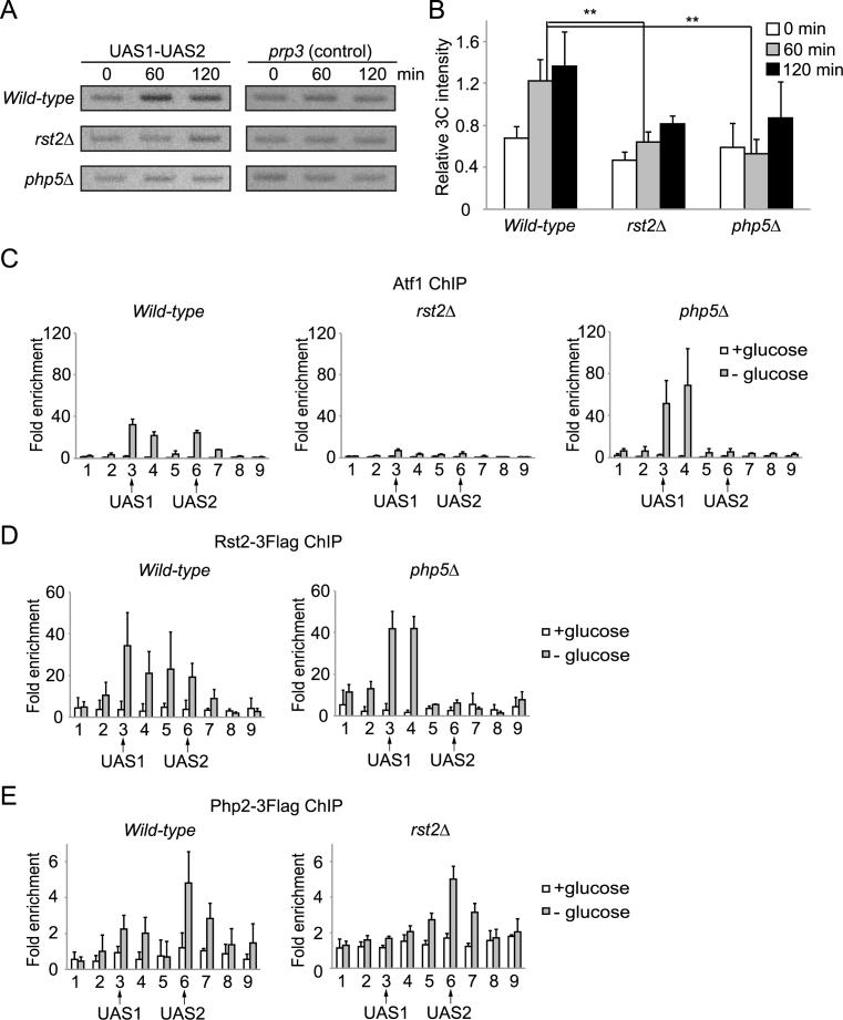https://cdn.ncbi.nlm.nih.gov/pmc/blobs/e04b/5766161/646007022c11/gkx555fig3.jpg