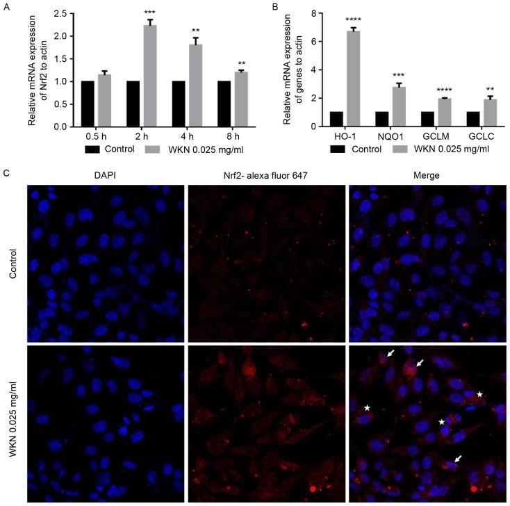 https://cdn.ncbi.nlm.nih.gov/pmc/blobs/e04d/5590041/8480ca9553cb/etm-14-04-2885-g04.jpg