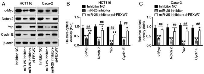 https://cdn.ncbi.nlm.nih.gov/pmc/blobs/e051/11450686/2f2fa3be4d3f/or-52-05-08812-g05.jpg